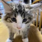 ノルウェージャンフォレストキャット【富山県・女の子・2023年3月18日・ブラウンタビーアンドホワイト】の写真4「大人猫にシャーって言われてイカ耳に」