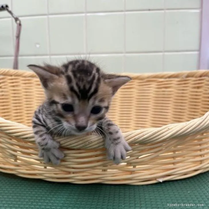 ID:2206-03328の子猫