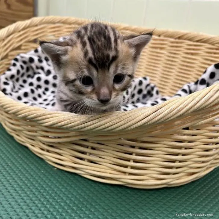 ID:2210-02295の子猫