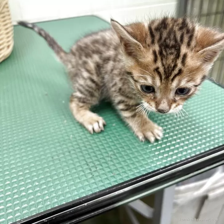 ID：2511-00653の子猫