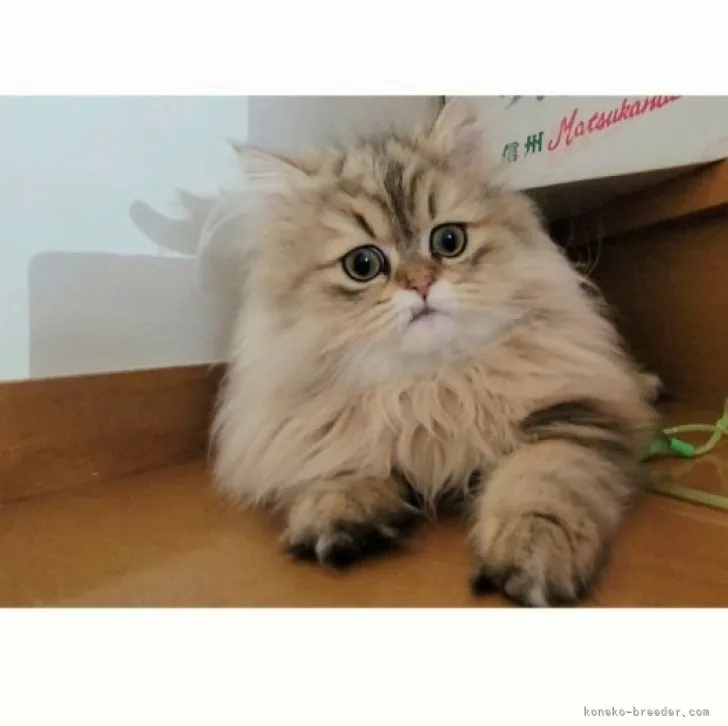 ID：2211-00554の子猫