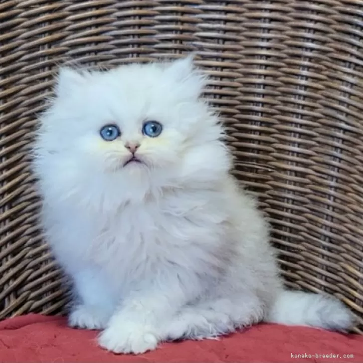 ID：2411-02857の子猫