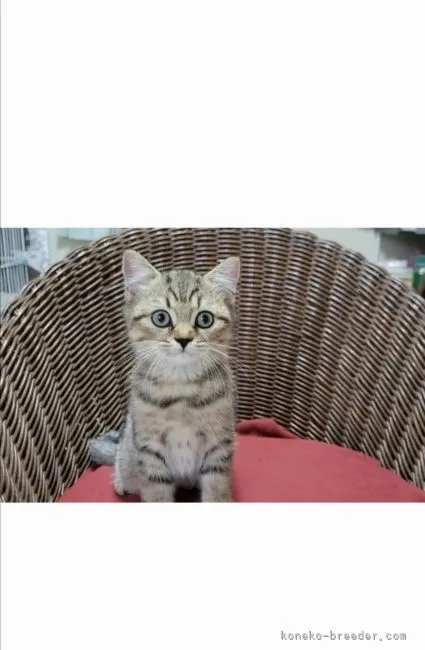 ID：2210-00941の子猫