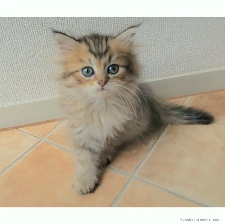 ID:2307-01367の子猫