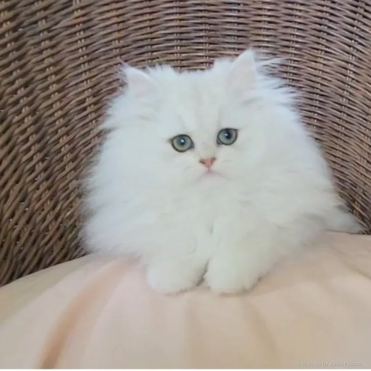 ID：2311-01254の子猫
