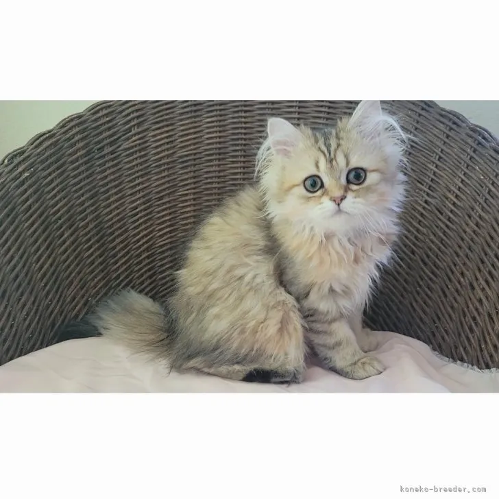 ID：2305-03512の子猫