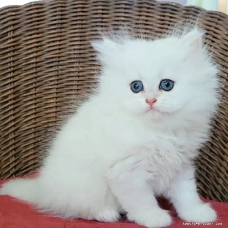 ID：2505-03194の子猫