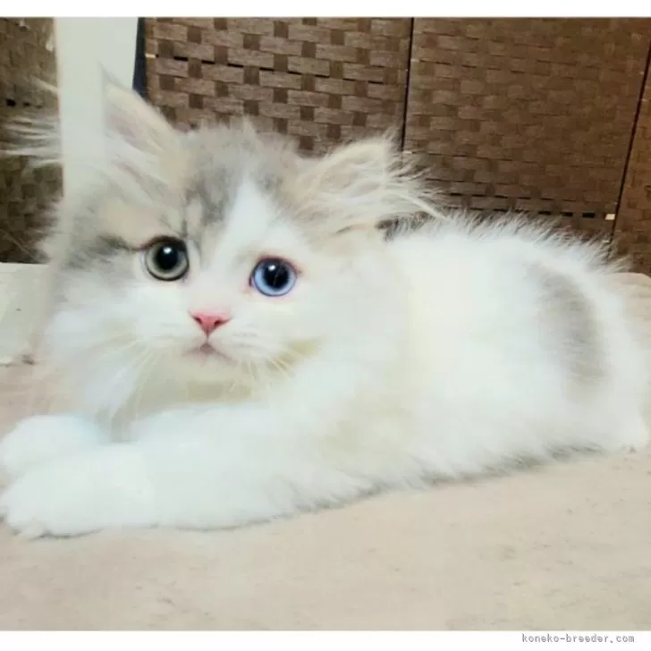 ID：2507-02975の子猫