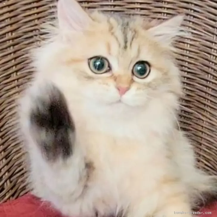 ID：2408-01376の子猫