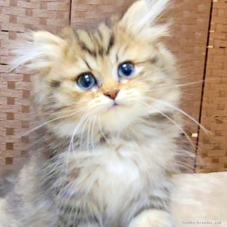 ブリーダー画像