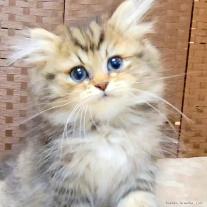 ミヌエット(長足)【千葉県・男の子・2025年5月27日・ゴールデンタビー】の写真1「ペルシャ系キュートフェイス🐾」