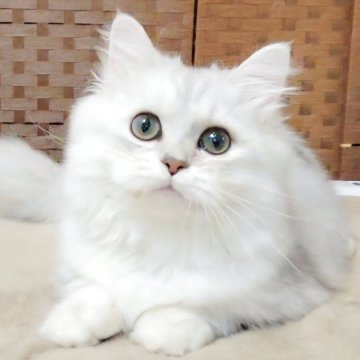 ミヌエット(短足)【千葉県・女の子・2025年5月27日・シルバータビー（さらさら♡ロングヘアー）】の写真「抱っこでもきゅもきゅ系🐾」