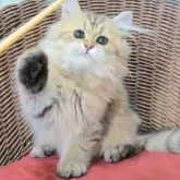 ペルシャ(チンチラ)