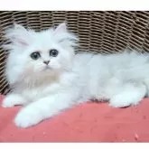ペルシャ(チンチラ)