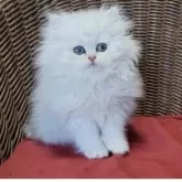 ペルシャ(チンチラ)【千葉県・男の子・2024年10月10日・チンチラシルバーふわふわ♡】の写真1「お人形のようなかわいさ♡」