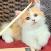 ミヌエット(短足)