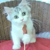 ミヌエット(長足)