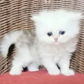 ペルシャ(チンチラ)
