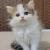 ミヌエット(長足)【千葉県・女の子・2025年8月23日・キャリコちゃん♡】の写真3「あまえんぼうです🐾」