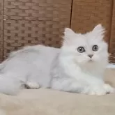 ミヌエット(短足)【千葉県・女の子・2025年5月27日・シルバータビー】の写真3「眼の色、はなの色淡いです🐾」