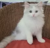 ミヌエット(長足)【千葉県・男の子・2024年11月25日・人気のブルー&ホワイトくん♡】の写真6「端正なお顔🐾」