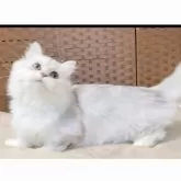 ミヌエット(短足)【千葉県・女の子・2025年5月27日・シルバータビー】の写真4「短足ちゃん🐾」