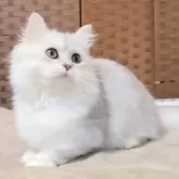 ミヌエット(短足)【千葉県・女の子・2025年5月27日・シルバータビー】の写真5「よこがお🐾」