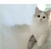 ミヌエット(長足)【千葉県・男の子・2024年11月25日・人気のブルー&ホワイトくん♡】の写真5「まんまるおめめ🐾」