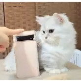 ミヌエット(短足)【千葉県・女の子・2025年5月27日・シルバータビー】の写真6「大きさ比較:スマホ🐾」