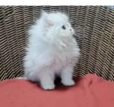 ペルシャ(チンチラ)【千葉県・男の子・2024年10月10日・チンチラシルバーふわふわ♡】の写真6「よこがお🐾」