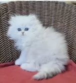 ペルシャ(チンチラ)【千葉県・男の子・2024年10月10日・チンチラシルバーふわふわ♡】の写真7