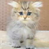 ミヌエット(長足)【千葉県・男の子・2025年5月27日・ゴールデンタビー】の写真9「🐾」