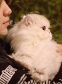 ブリティッシュロングヘア【・男の子・2020年11月10日・ゴールデンポイント】