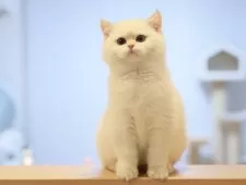 ブリティッシュショートヘア【東京都・男の子・2024年10月3日・ゴールデンポイント】の写真6