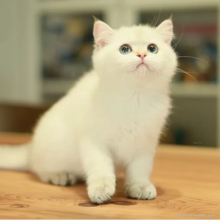 A.I 様のお迎えした子猫