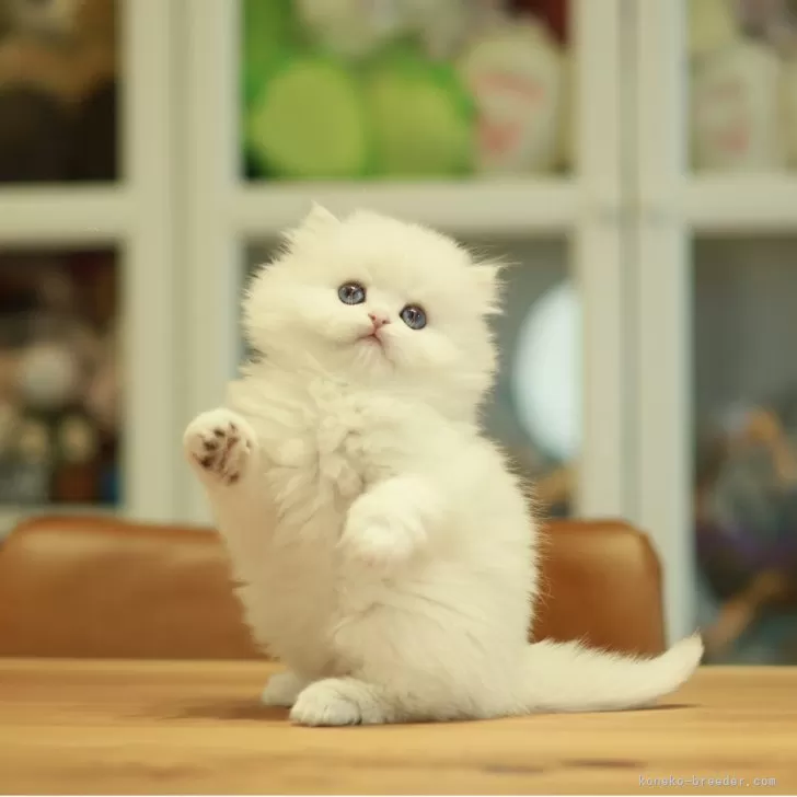 ID：2601-00833の子猫