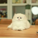 ブリティッシュロングヘア