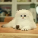 ブリティッシュロングヘア