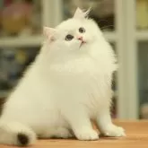 ブリティッシュロングヘア