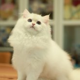 ブリティッシュショートヘア
