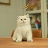 ブリティッシュショートヘア