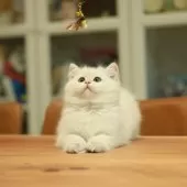 ブリティッシュショートヘア【東京都・男の子・2025年9月10日・ゴールデンポイント】の写真3