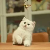 ブリティッシュショートヘア【東京都・男の子・2025年9月10日・ゴールデンポイント】の写真6