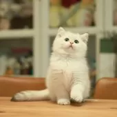 ブリティッシュショートヘア【東京都・男の子・2025年9月10日・ゴールデンポイント】の写真7