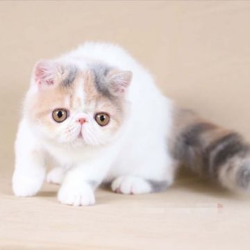 大阪府でおすすめのエキゾチックロングヘアのブリーダー キャッテリー特集 みんなのペットライフ