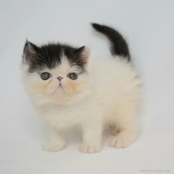 ID：2405-00661の子猫