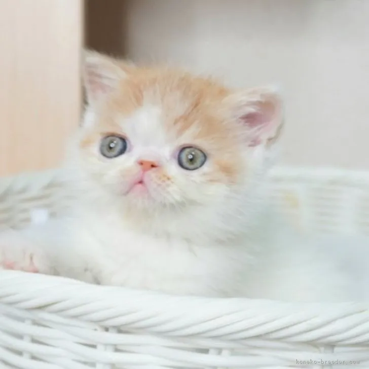 ID:2307-03552の子猫