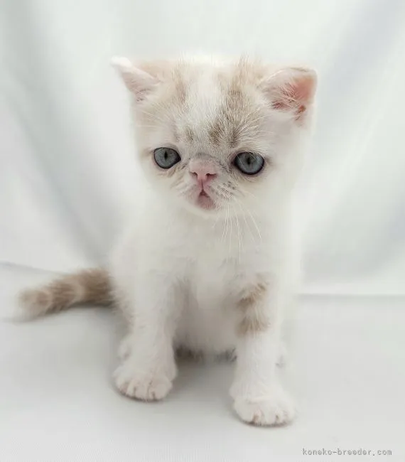 ID：2107-00857の子猫
