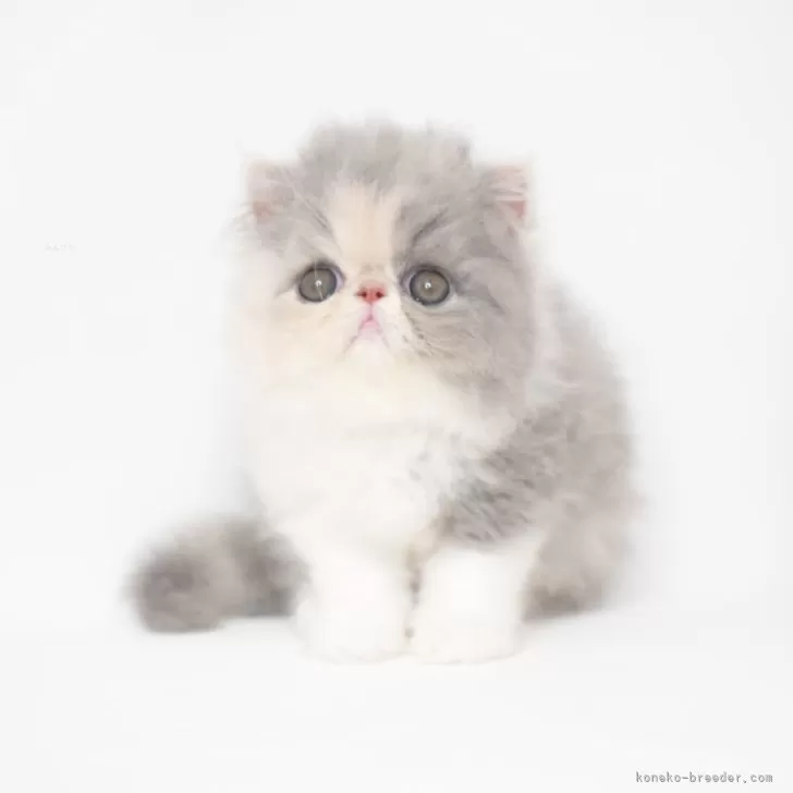 ID:2408-03091の子猫