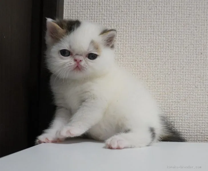 ID：1905-01018の子猫